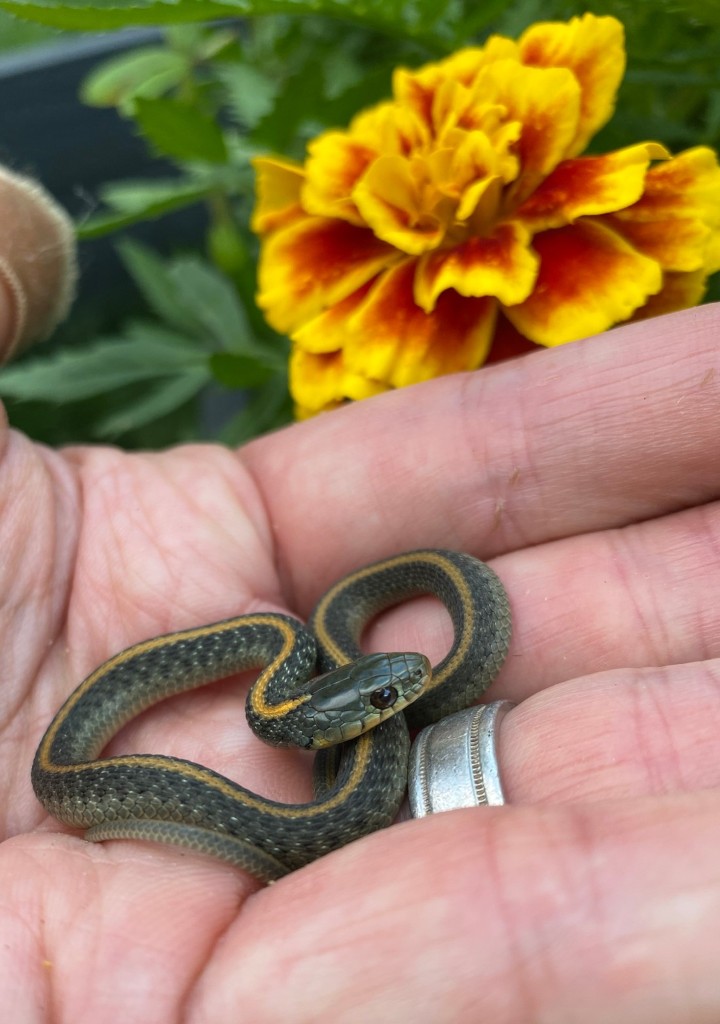 Santa Cruz Garter Snake